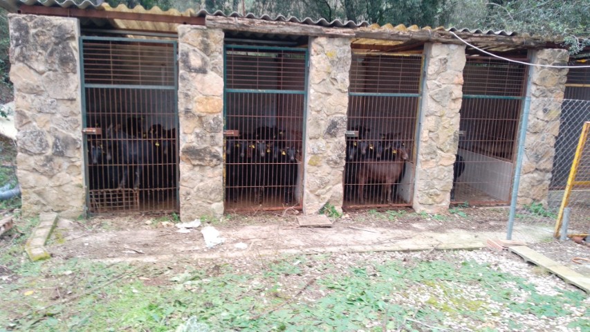 Cabres tancades en una gossera